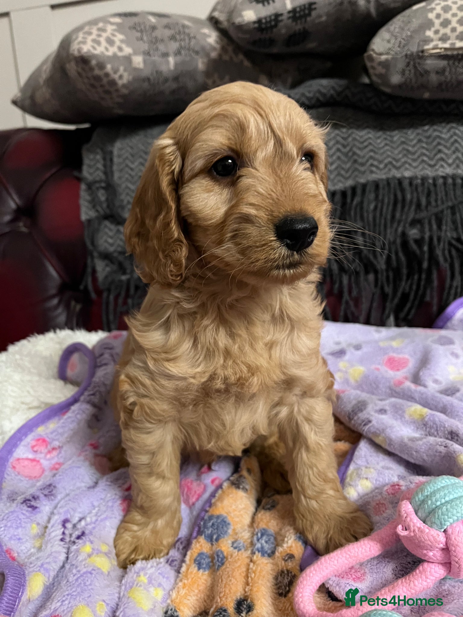 Cockapoo dogs Ready now for their forever homes cockapoo 💙💙💕 - Advert 4