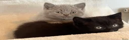 British Shorthair cats for sale: 5 beautiful British Blues and Colourpoints - Advert 3