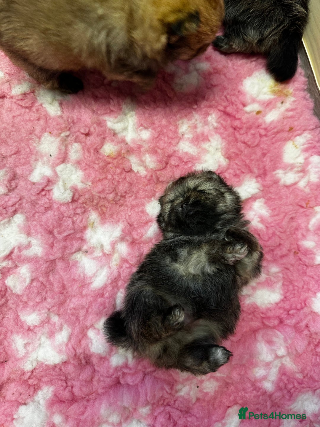 Pomeranian dogs for sale: GORGEOUS POMERANIAN PUPPIES 🐶🐶🐶🐶🐶 - Advert 8