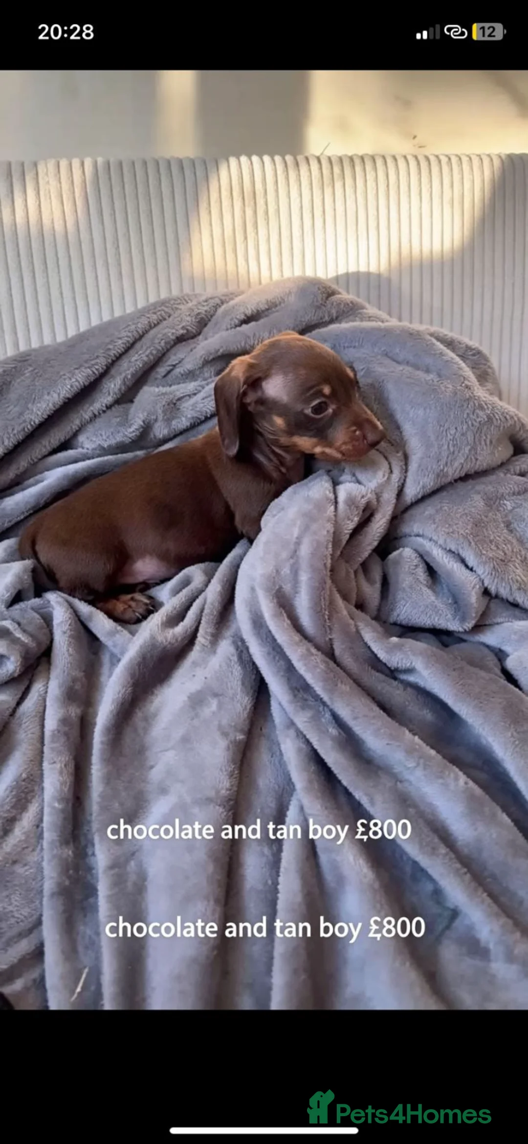 Miniature Dachshund dogs for sale: Beautiful Litter of 3 Miniature Dachshund Puppies  in Kettering - Advert 4