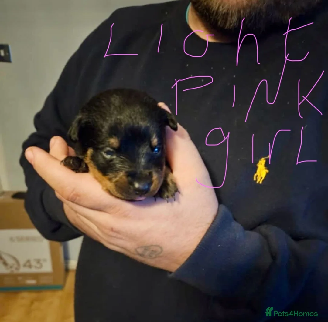 Rottweiler dogs for sale: 2 fluffy cuddly Rottweiler puppies available  - Advert 16