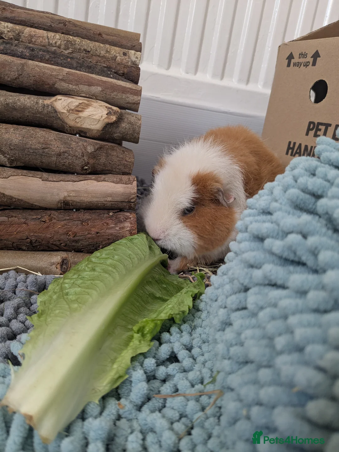 Guinea Pig rodents for sale: Loved guinea pigs seeking herd to join 🩷 - Advert 4