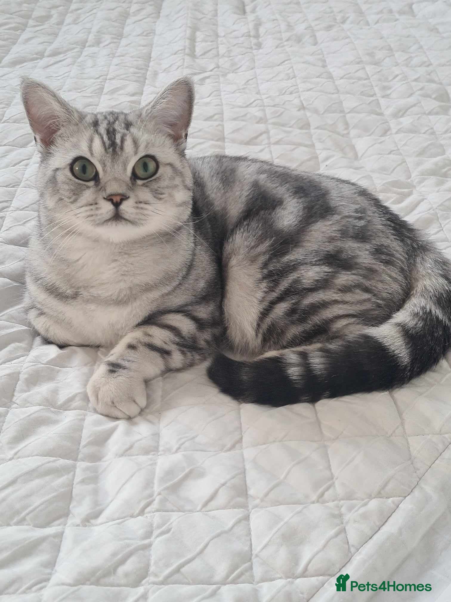 British Shorthair cats GCCF shorthair ready for stud in Knottingley - Advert 10