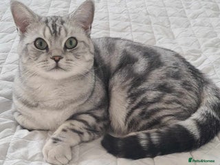 British Shorthair cats in Knottingley - Advert 29