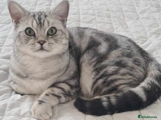 British Shorthair cats GCCF shorthair ready for stud in Knottingley - Advert 8
