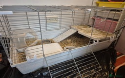 Guinea Pig rodents for sale: Beautiful fury guinea pigs  - Image 2