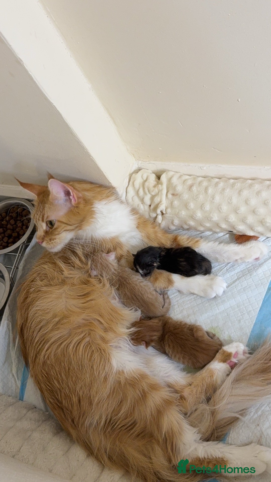 Maine Coon cats Purebred Adorable Maine Coon Kittens Available - Advert 4