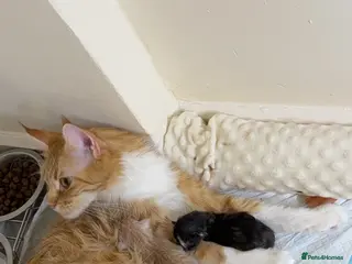 Maine Coon cats Purebred Adorable Maine Coon Kittens Available - Advert 2