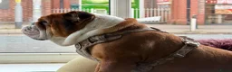 English Bulldog dogs for stud: KC Reg - Gold Health Tested - Deep Red and White - Advert 3