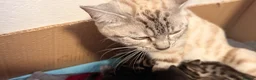 Bengal cats for sale: Stunning Bengal Kittens | TICA Bloodlines - Advert 1