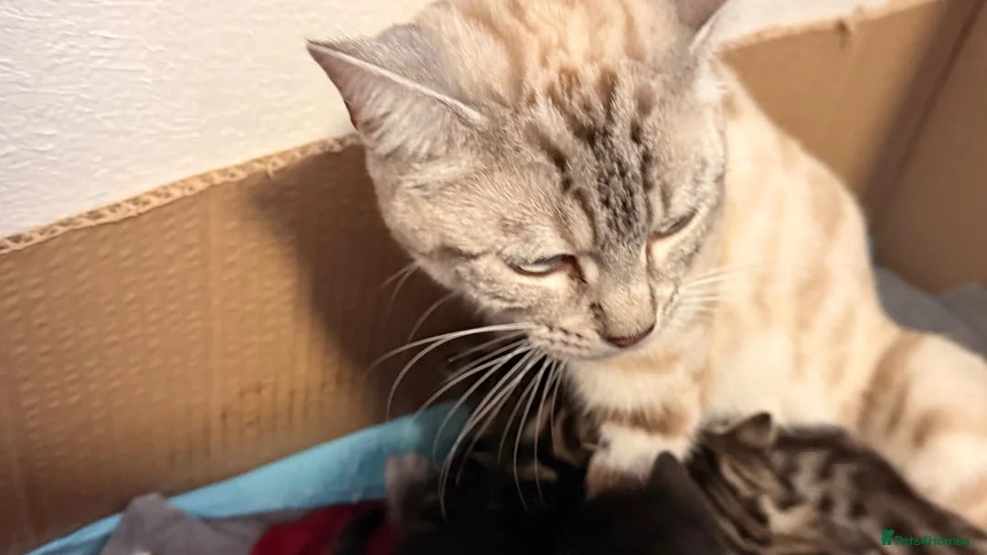 Bengal cats for sale: Stunning Bengal Kittens | TICA Bloodlines - Advert 1