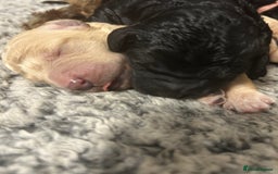 Bernedoodle dogs for sale: Bernedoodle x Labradoodle  - Image 12