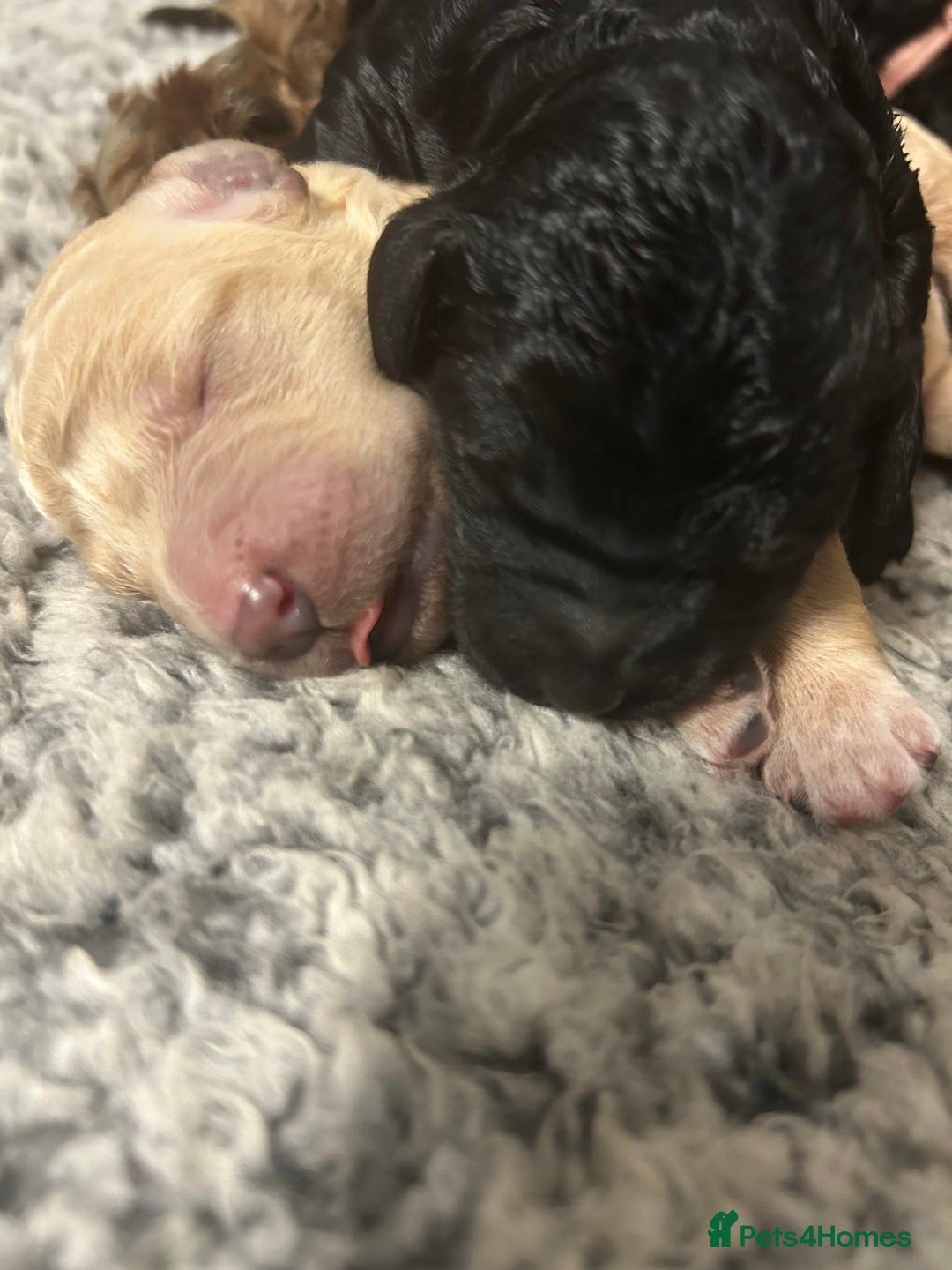 Bernedoodle dogs for sale: Bernedoodle x Labradoodle  - Image 12