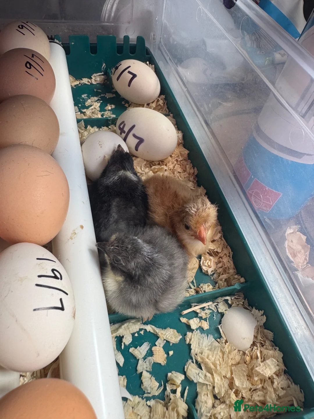 Chickens poultry for sale: pekin bantam chicks in Rotherham - Advert 4