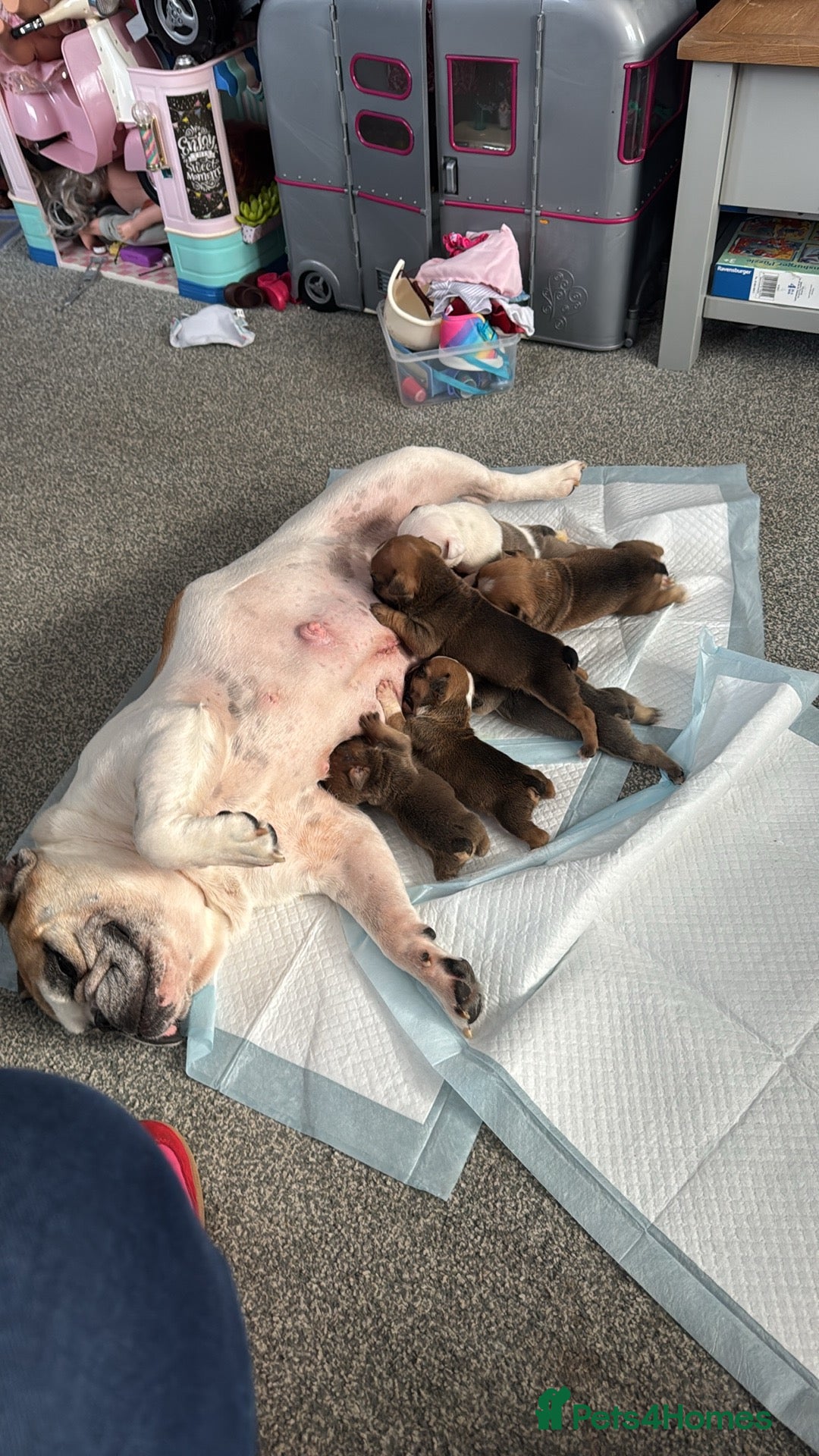 Mixed Breed dogs for sale: English Bulldog/ Olde English Bulldog - Advert 7