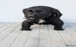 Cocker Spaniel dogs for sale: Adorable cocker pups  - Image 2