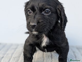 Cocker Spaniel dogs - Advert 10