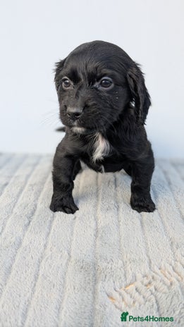 Cocker Spaniel dogs - Advert 11