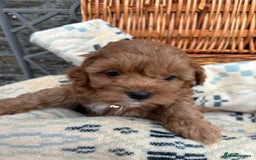 Cockapoo dogs for sale: ❤️ Tiny Deep Red Miniature F1b Cockapoo Pup's  - Image 6