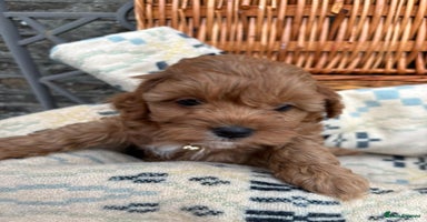 Cockapoo dogs - Advert 1