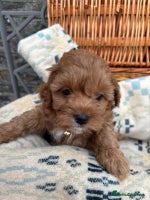 Cockapoo dogs - Advert 6