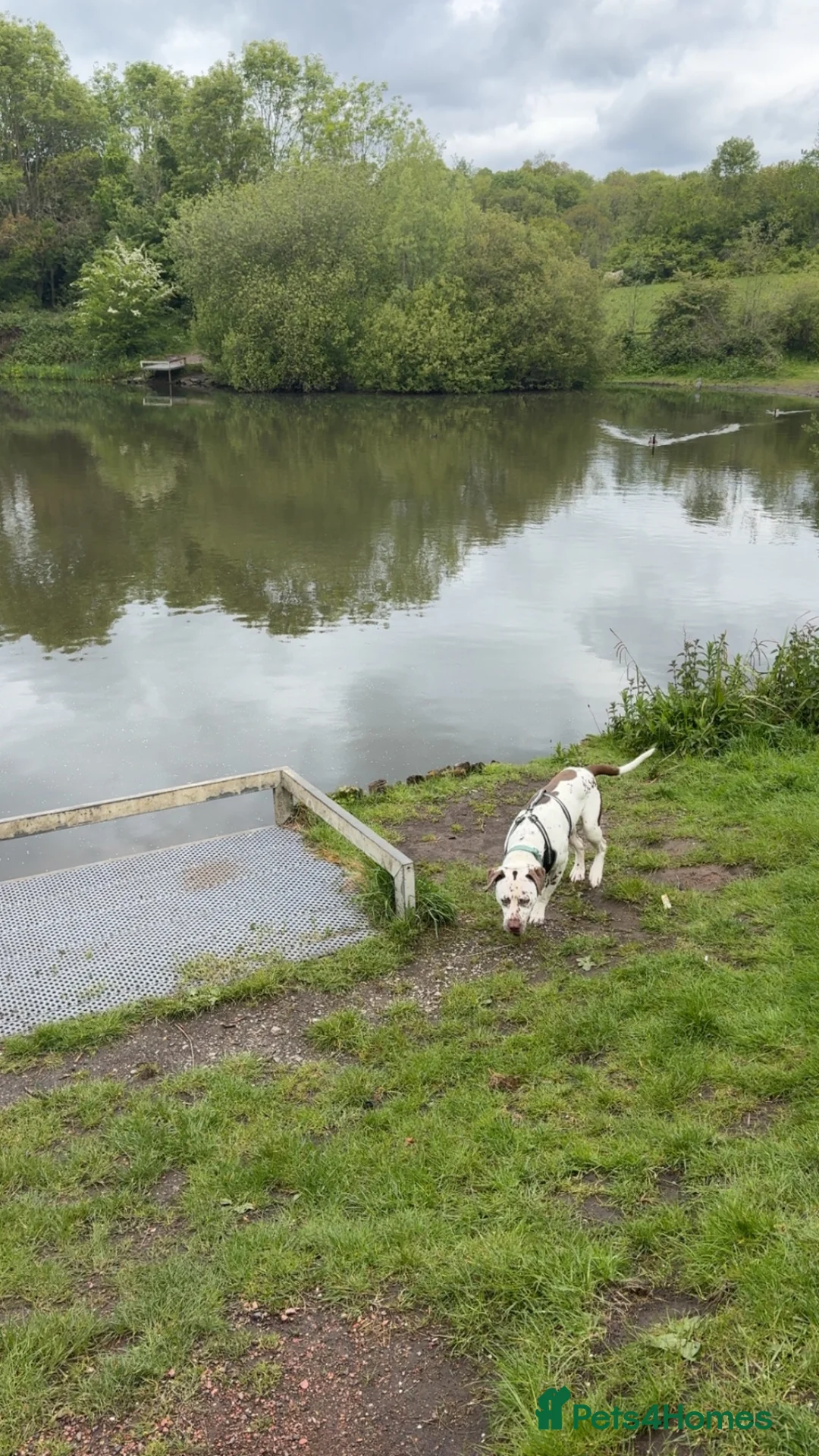 Mixed Breed dogs for sale: Beautiful Dalmatian boy  - Advert 2
