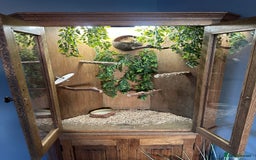 Finches birds for sale: Solid Oak Avairy - Image 3