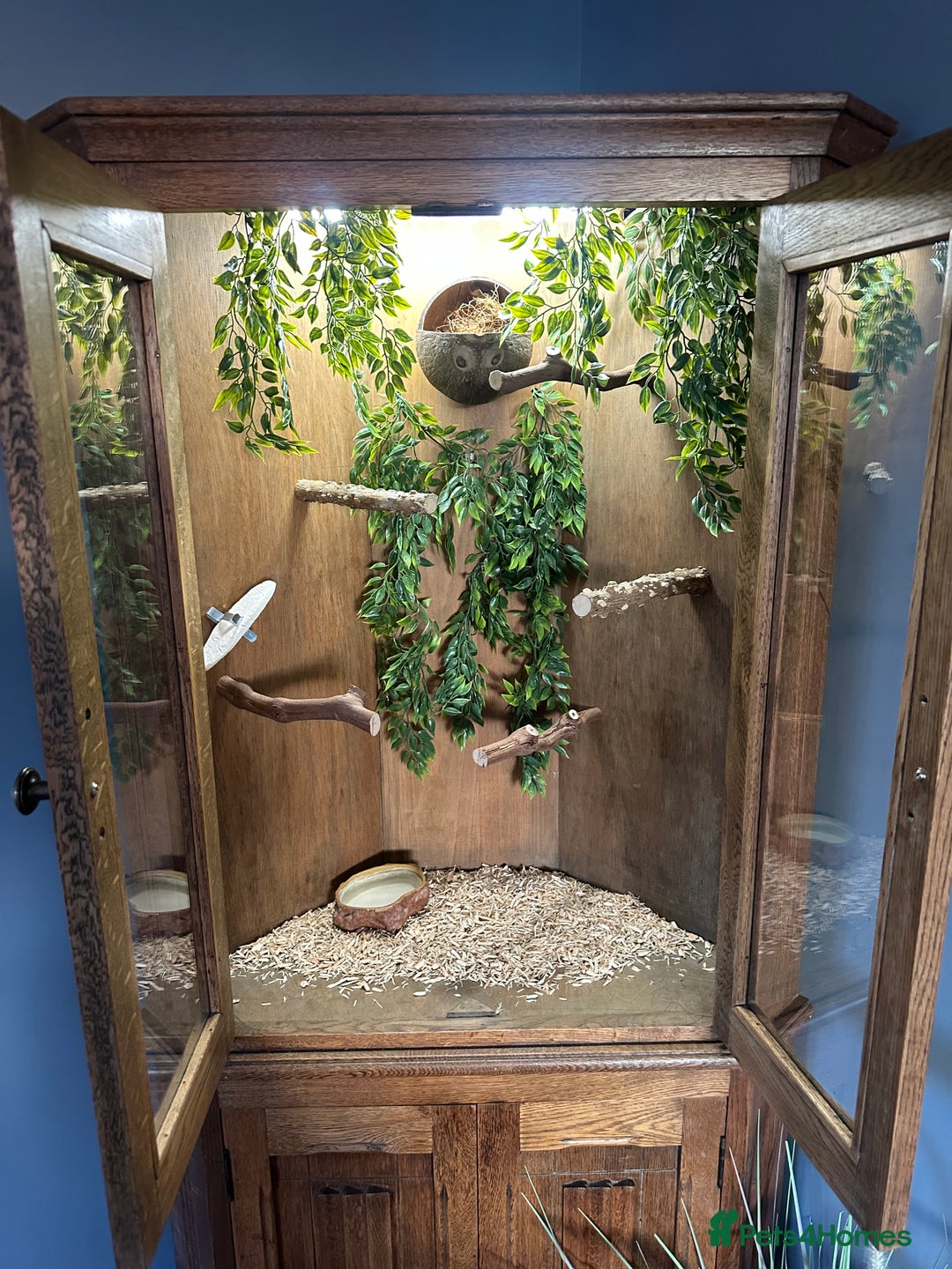 Finches birds for sale: Solid Oak Avairy - Image 3