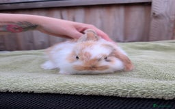 English Lop rabbits for sale: Baby Rabbits - Image 8