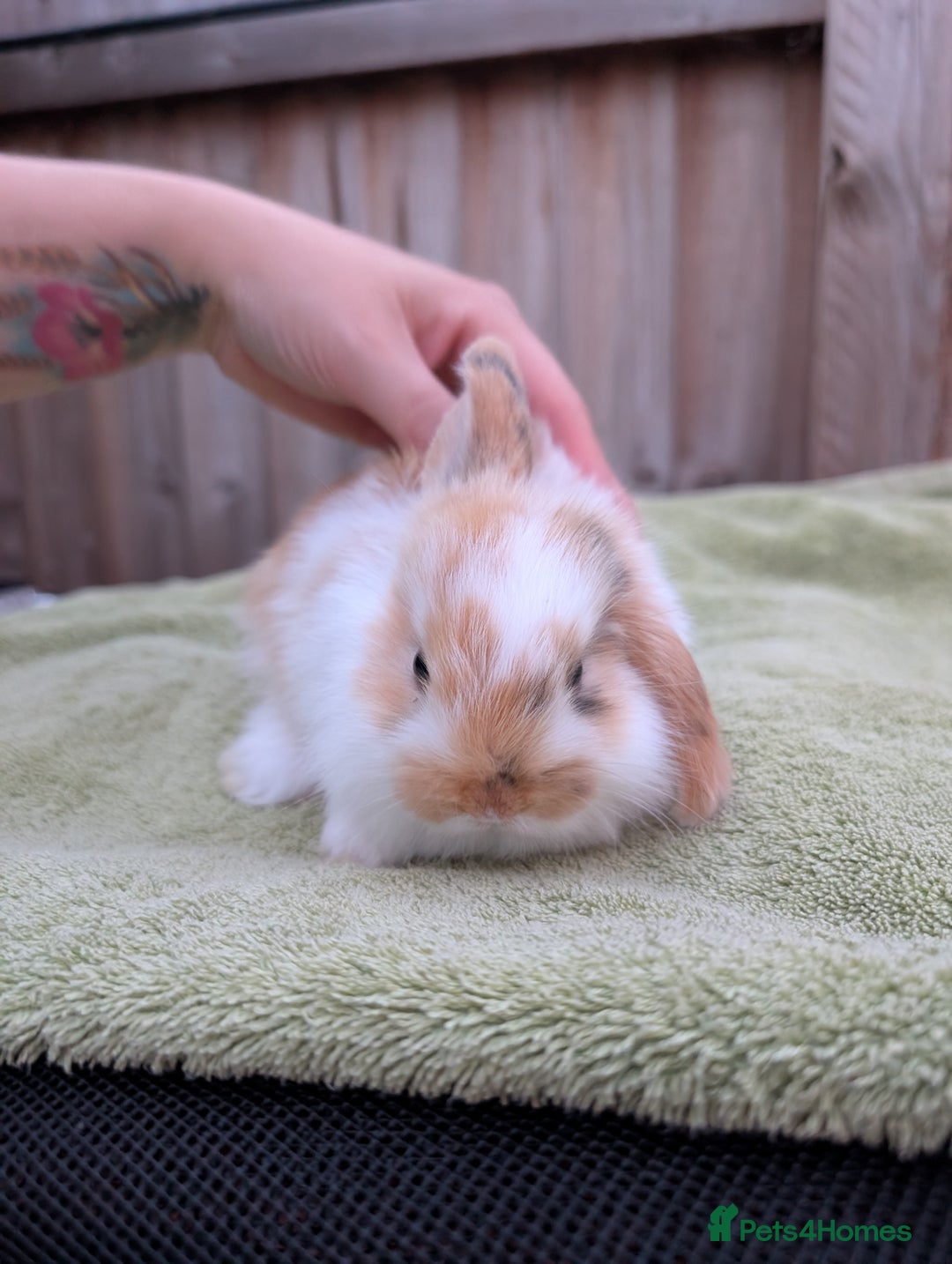 English Lop rabbits for sale: Baby Rabbits - Image 8