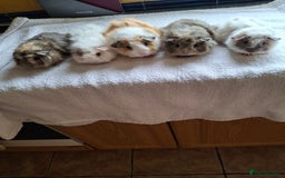 Guinea Pig rodents for sale: Baby Male Guineapigs  - Image 1
