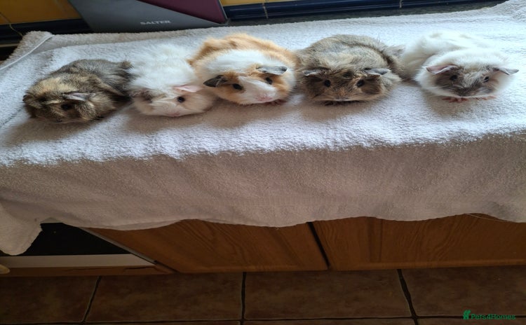 Guinea Pig rodents - Advert 6