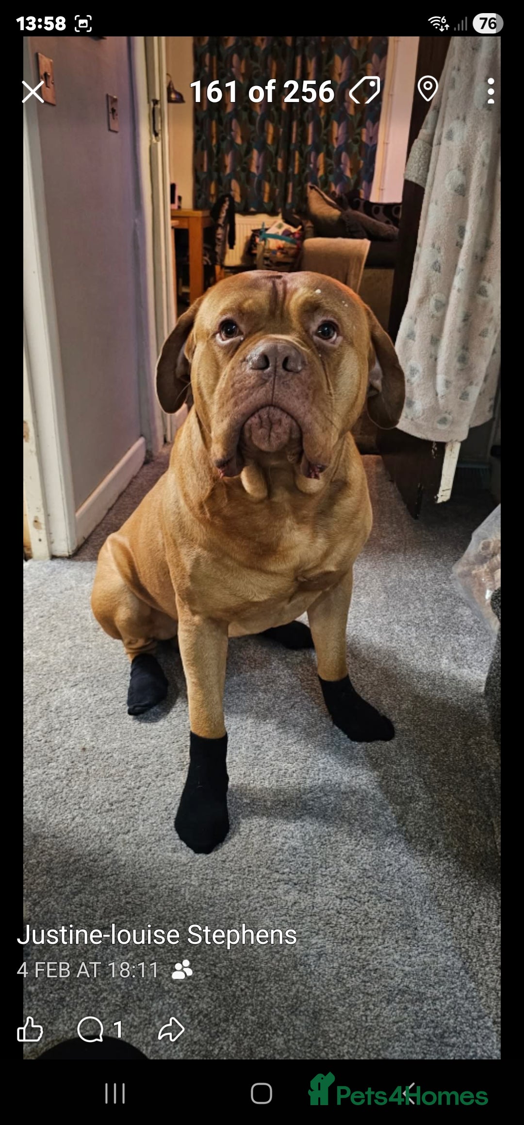 Dogue De Bordeaux dogs for sale: This is hooch male 3 years old  - Advert 5