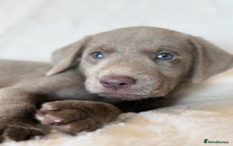 Labrador Retriever dogs for sale: KC Reg Fully Health Tested Labrador Pups - Image 8