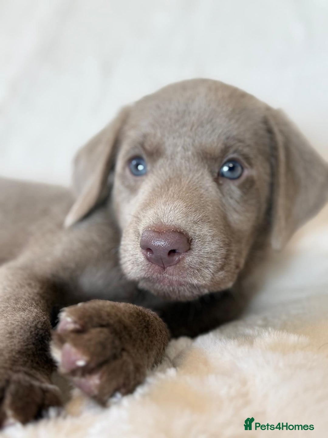Labrador Retriever dogs for sale: KC Reg Fully Health Tested Labrador Pups - Image 8