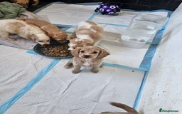 Cockapoo dogs for sale: Cockapoo puppoes - Image 3