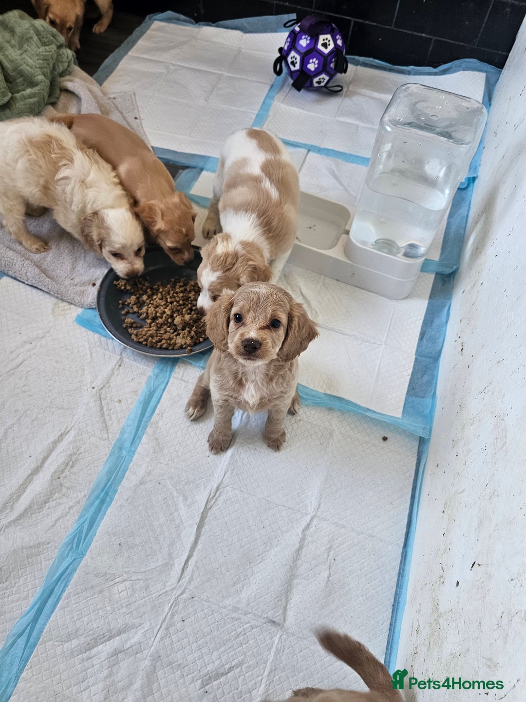 Cockapoo dogs for sale: Cockapoo puppoes - Image 3