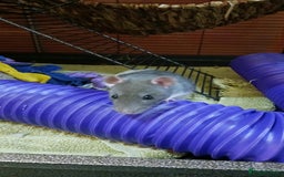 Rat rodents for sale: Cardiff: 2 lovely female rats for rehoming - Advert 4