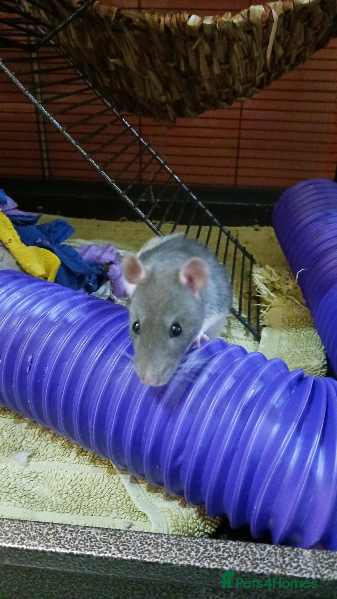 Rat rodents for sale: Cardiff: 2 lovely female rats for rehoming - Advert 4