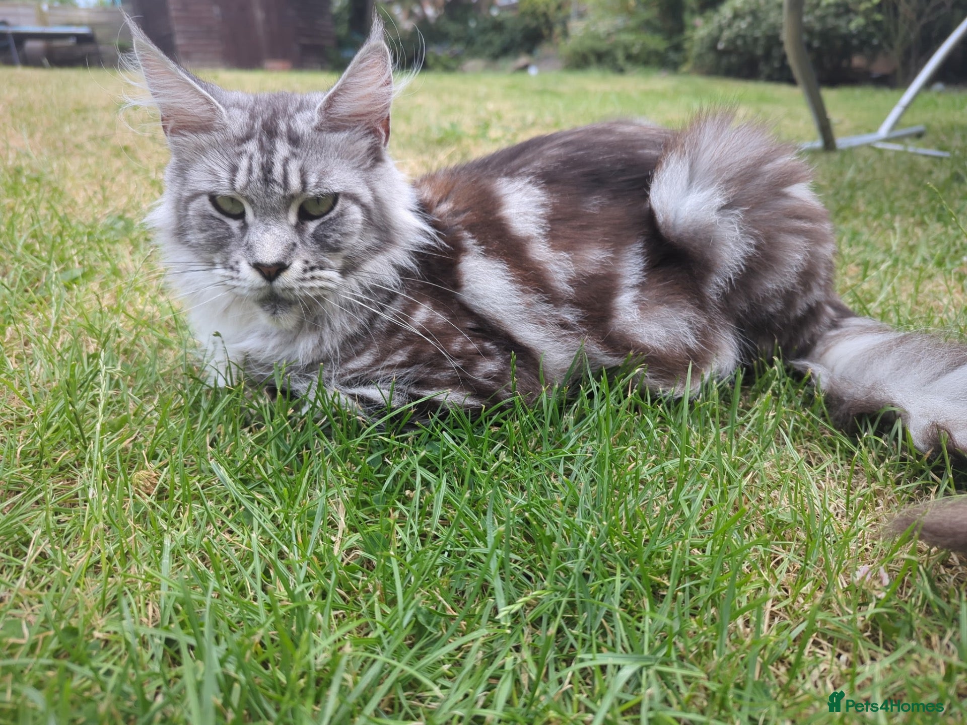 Maine Coon cats 23 week old male maine coon - Advert 2