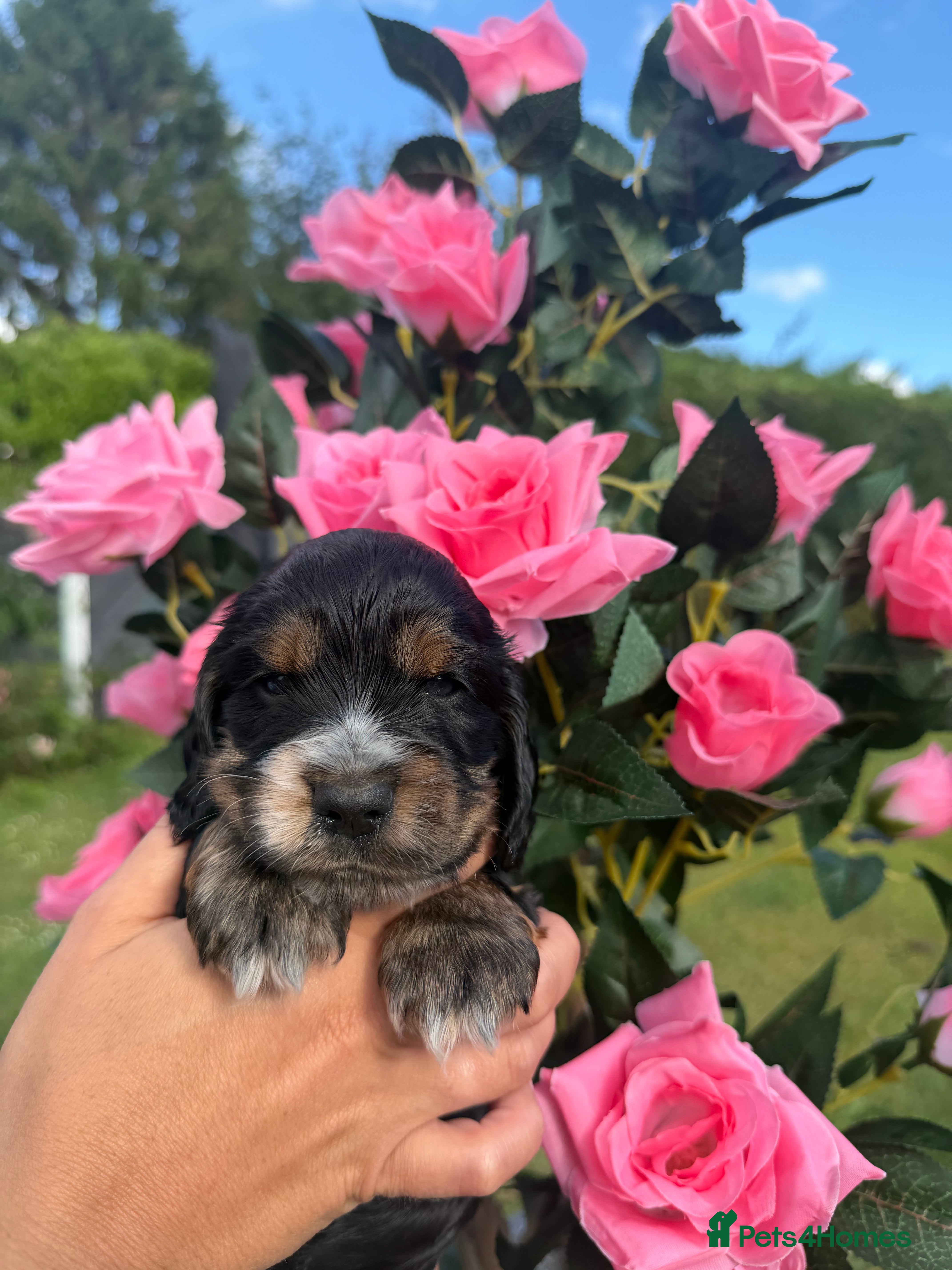 Cocker Spaniel dogs Stunning show cocker spaniels - Advert 2