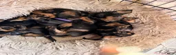 Miniature Dachshund dogs for sale: KC Reg Miniature Wire-Haired Dachshund Puppies in Christchurch - Advert 4