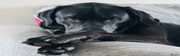 Labrador Retriever dogs for sale: Male black Labrador Retriever  - Advert 9