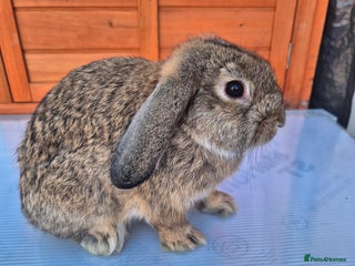 Mini Lop rabbits - Advert 2