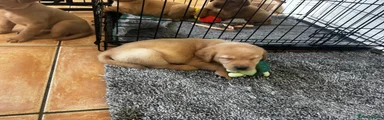 Labrador Retriever 3
