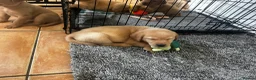 Labrador Retriever dogs for sale: 2 FOX RED LABRADOR BOYS LEFT READY NOW  - Advert 24