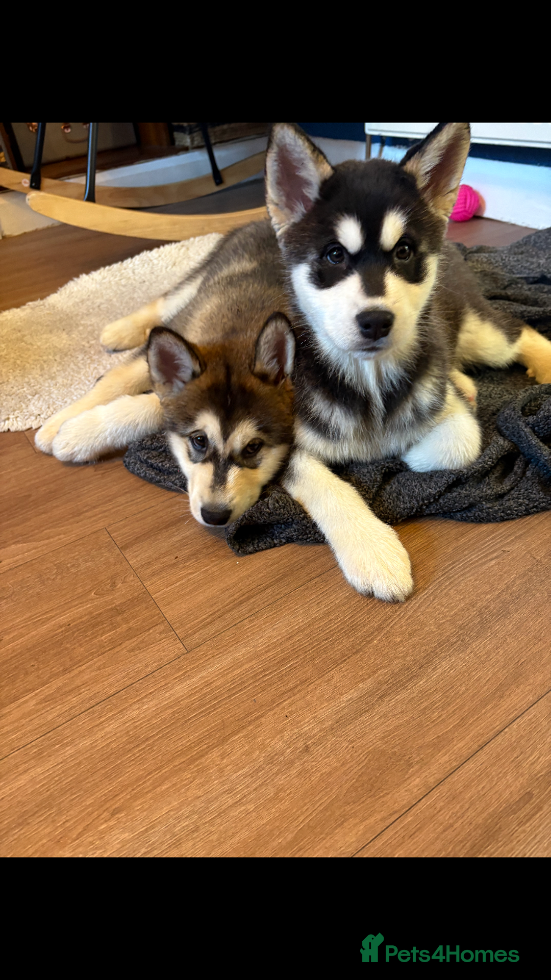 Alaskan Malamute dogs for sale: Alsaskan malamute puppies  - Advert 5