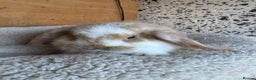 French Lop rabbits for sale: Purebred French Lop baby rabbits for sale  - Advert 7