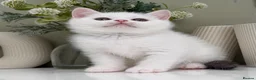 British Shorthair cats for sale: Stunning British Shorthair kittens  - Advert 16