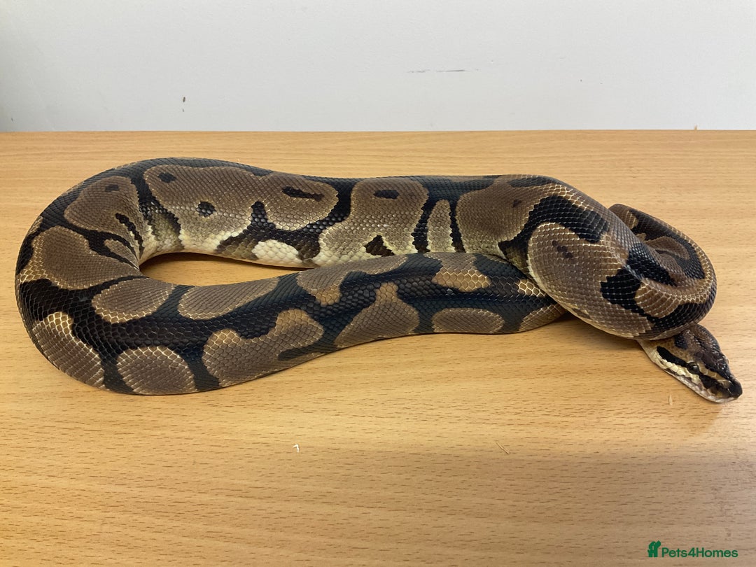 Python Snake reptiles for sale: Royal Pythons  - Image 13